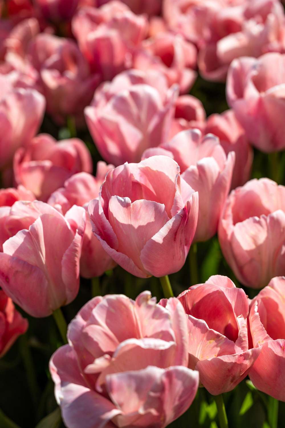 Tulipan 'Salmon van Eijk'